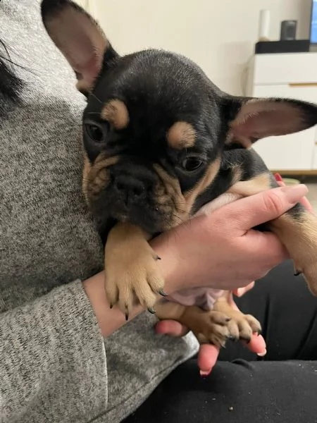 bouledogue francese cuccioli | Foto 1