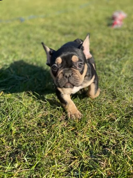 bouledogue francese cuccioli