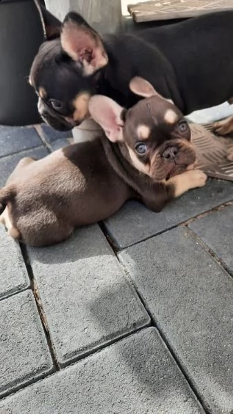 bouledogue francese cuccioli | Foto 0