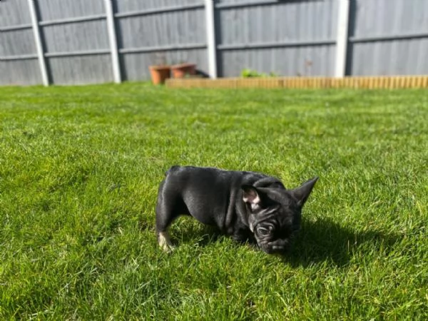 disponibili splendidi cuccioli di bouledogue francese | Foto 6