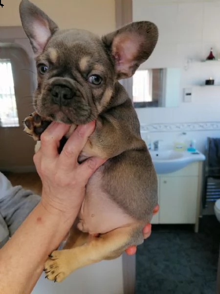 disponibili splendidi cuccioli di bouledogue francese | Foto 5