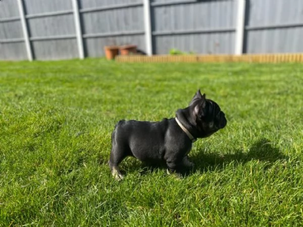 disponibili splendidi cuccioli di bouledogue francese | Foto 4