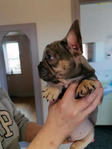 disponibili splendidi cuccioli di bouledogue francese | Foto 3