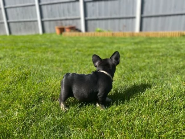 disponibili splendidi cuccioli di bouledogue francese | Foto 2