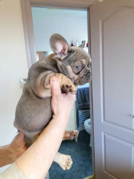 disponibili splendidi cuccioli di bouledogue francese | Foto 1