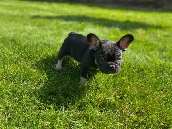 disponibili splendidi cuccioli di bouledogue francese