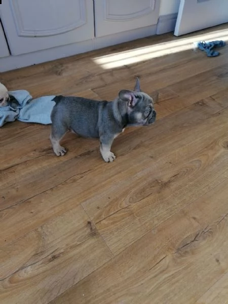 disponibili splendidi cuccioli di bouledogue francese | Foto 0