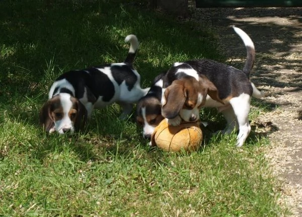 kuccioli di beagle con pedigree | Foto 3