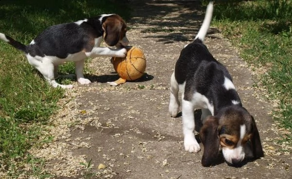 kuccioli di beagle con pedigree | Foto 2