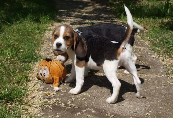kuccioli di beagle con pedigree | Foto 1