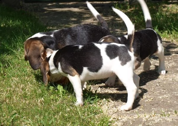 kuccioli di beagle con pedigree | Foto 0