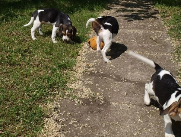 kuccioli di beagle con pedigree