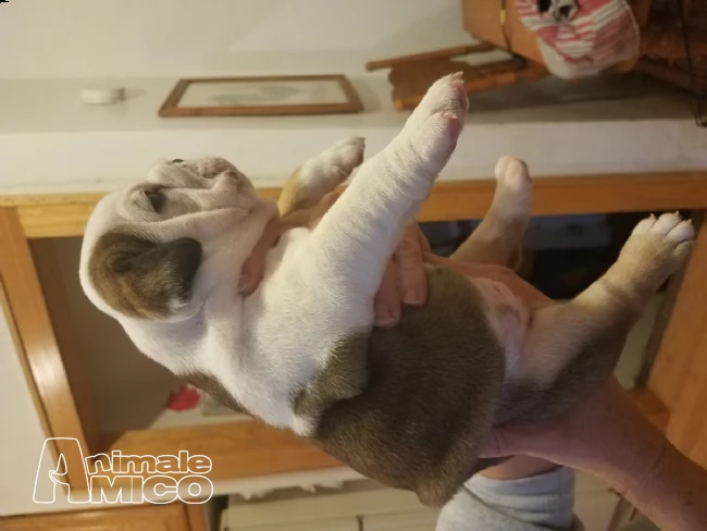 bulldog inglese cucciolata  | Foto 0