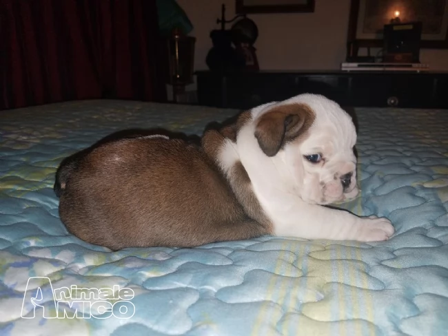 bulldog inglese cucciolata 