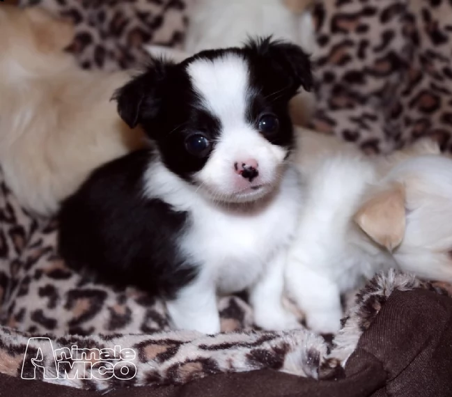 bellissimi cuccioli di chihuahua | Foto 1