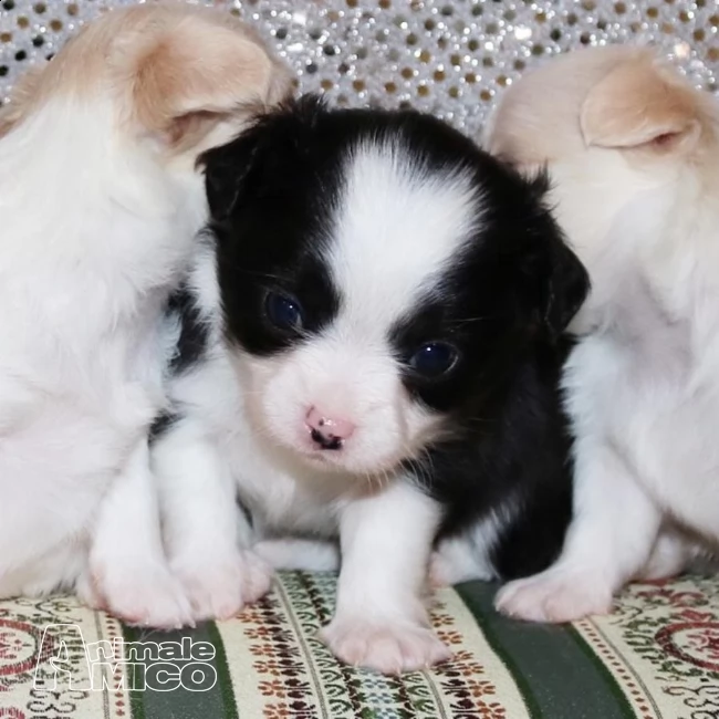 bellissimi cuccioli di chihuahua