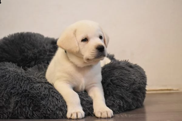 labrador retriever altissima genealogia maschio e femmina | Foto 1