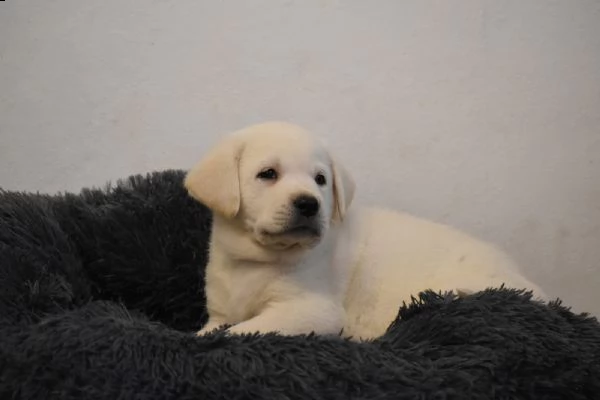 labrador retriever altissima genealogia maschio e femmina | Foto 0