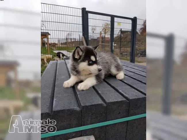 siberian husky cucciolata occhi azzurri