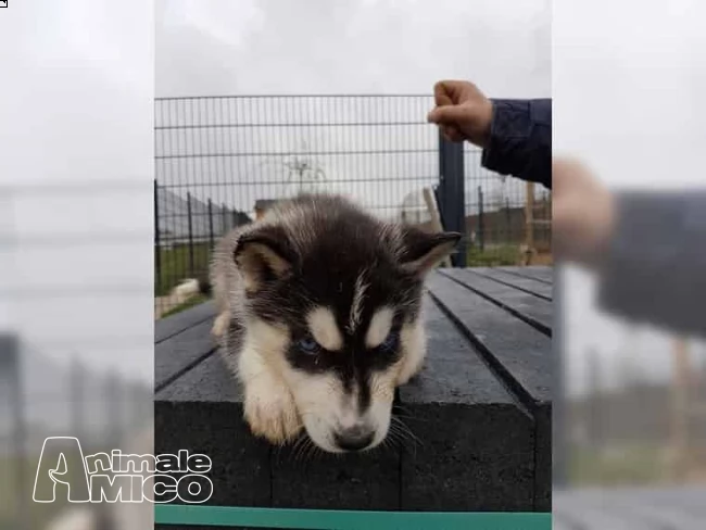siberian husky cucciolata occhi azzurri | Foto 1