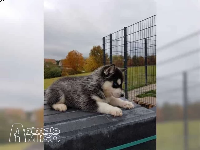 siberian husky cucciolata occhi azzurri | Foto 0