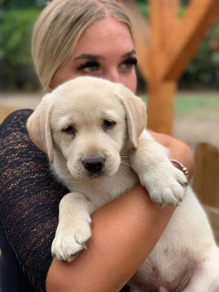 cuccioli labrador disponibili - pedigree enci | Foto 1