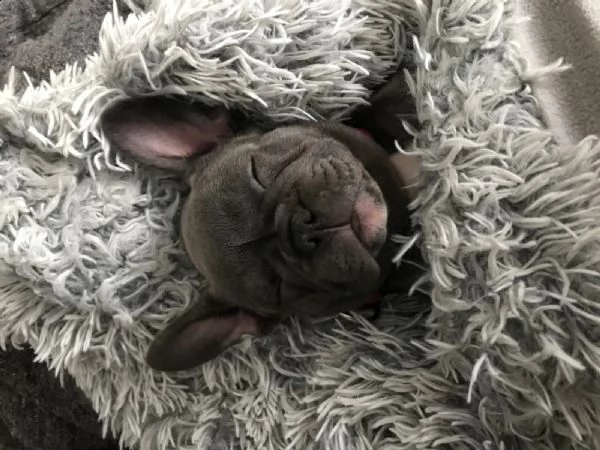 bulldog francese blu | Foto 1