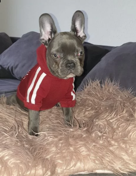 cuccioli bulldog francese - pedigree enci | Foto 0