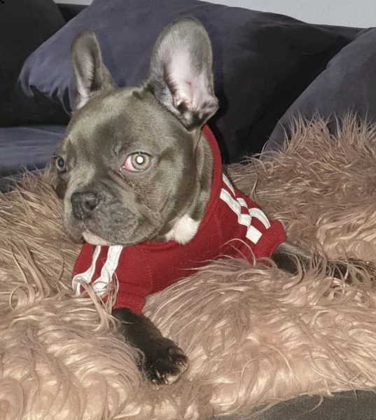 cuccioli bulldog francese - pedigree enci