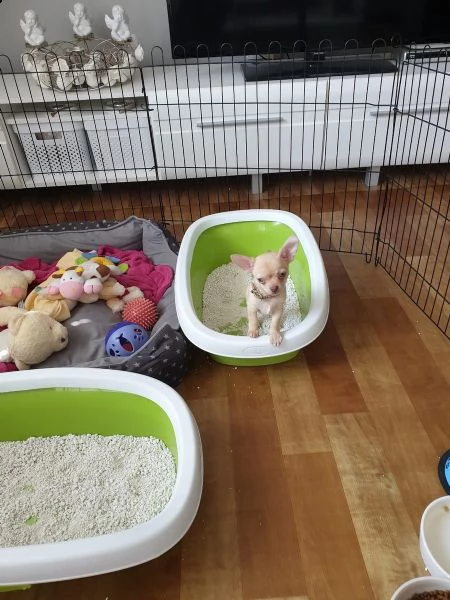 meravigliosi chihuahua disponibili | Foto 4