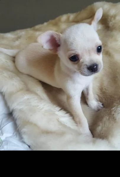 meravigliosi chihuahua disponibili | Foto 3