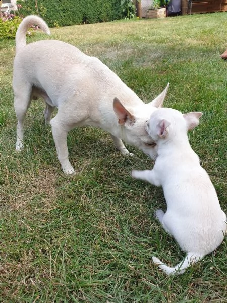 meravigliosi chihuahua disponibili | Foto 1