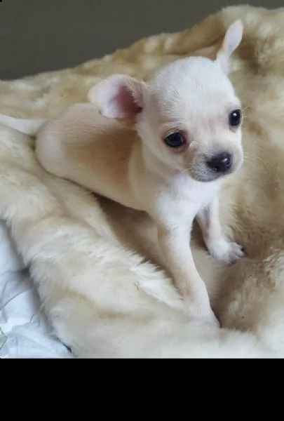 meravigliosi chihuahua disponibili | Foto 0