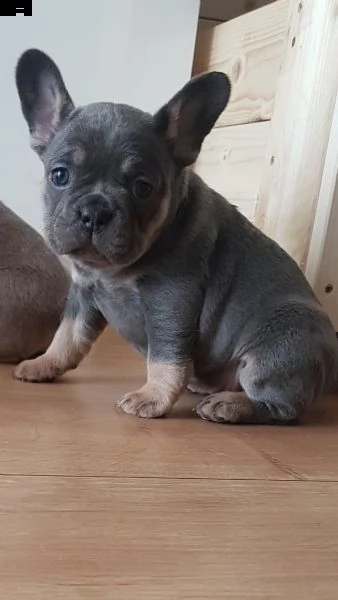  cuccioli bouledogue francese blue  | Foto 5