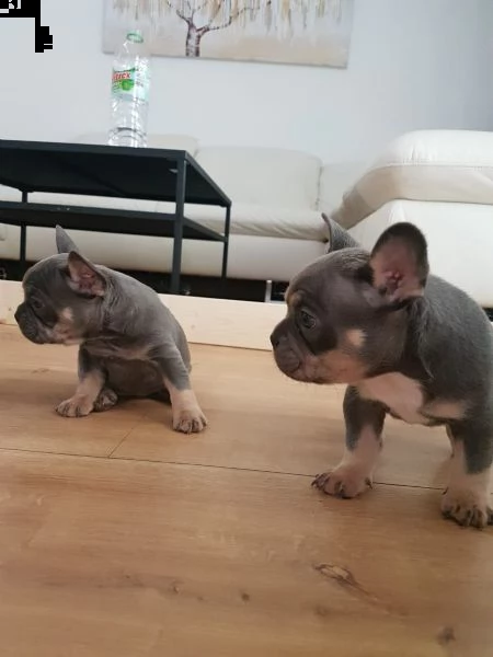  cuccioli bouledogue francese blue  | Foto 4