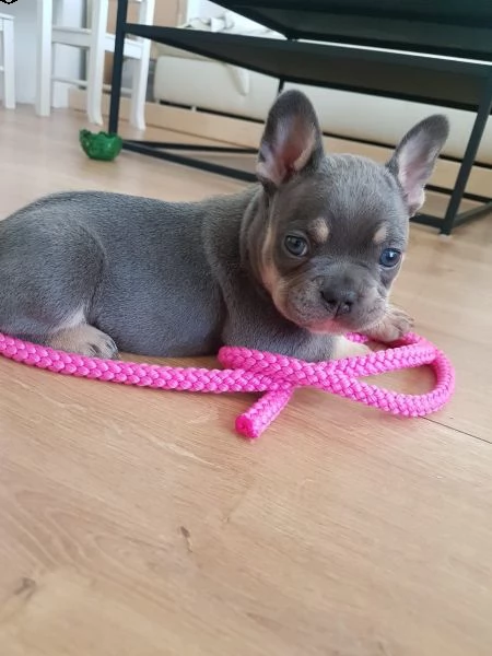  cuccioli bouledogue francese blue  | Foto 3