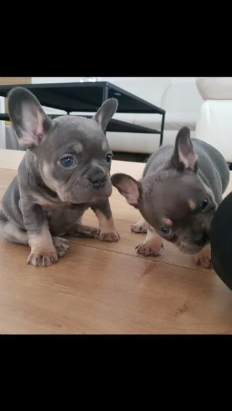  cuccioli bouledogue francese blue  | Foto 2