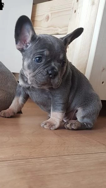  cuccioli bouledogue francese blue  | Foto 1