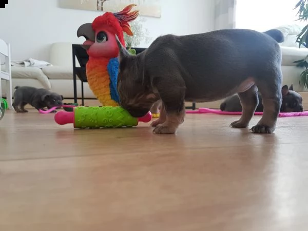  cuccioli bouledogue francese blue  | Foto 0