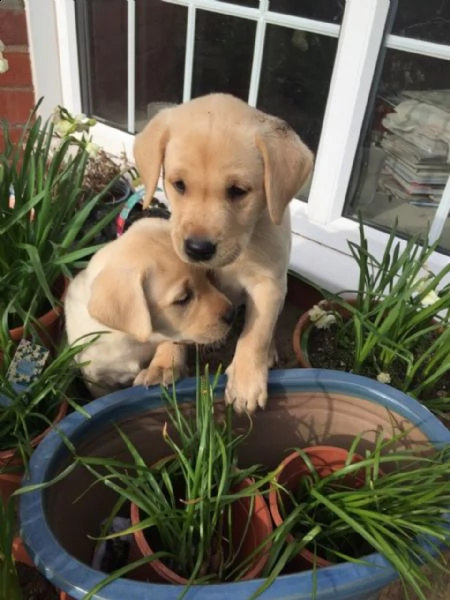 labrador miele con pedigree | Foto 3