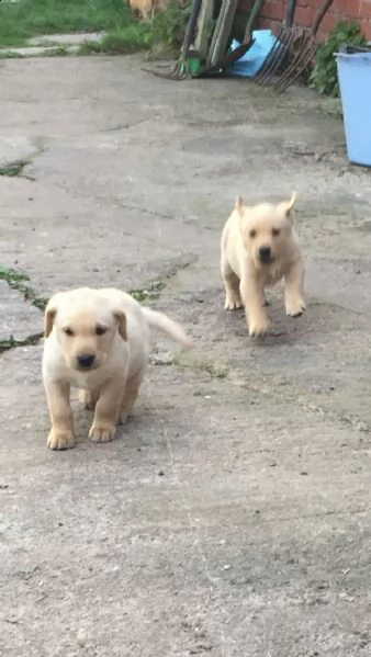 labrador miele con pedigree | Foto 2