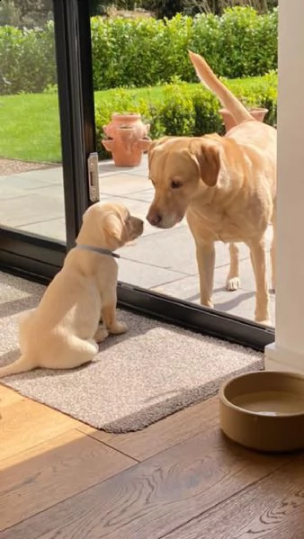 labrador miele con pedigree