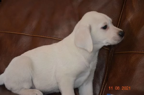  labrador con pedigree 