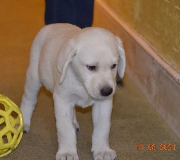  labrador con pedigree  | Foto 2