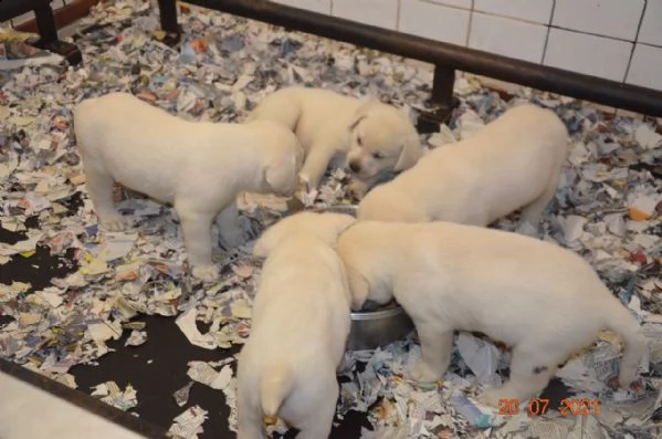  labrador con pedigree  | Foto 1