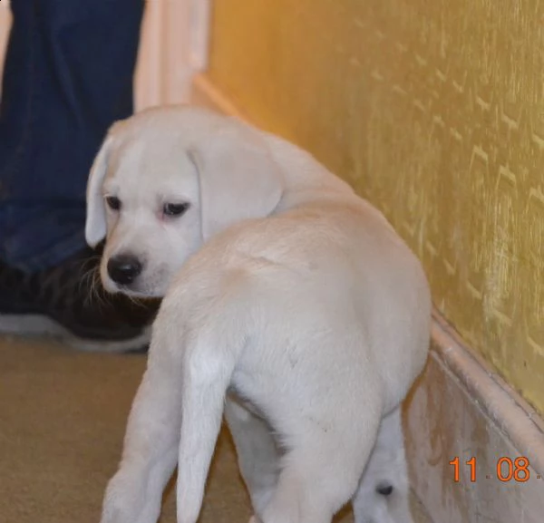  labrador con pedigree  | Foto 0
