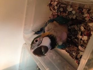 Ara Ararauna baby