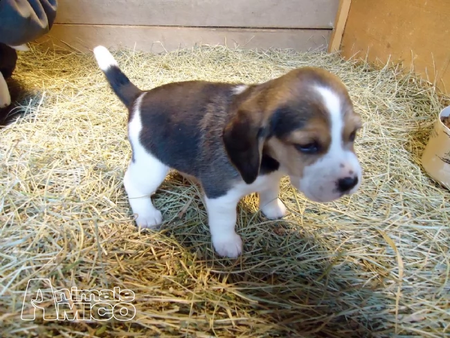 regalo cuccioli di beagle  | Foto 1