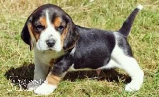 regalo cuccioli di beagle 