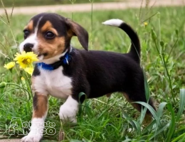 regalo cuccioli di beagle  | Foto 0